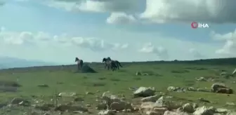 Göletlerden su içen yılkı atları böyle görüntülendi