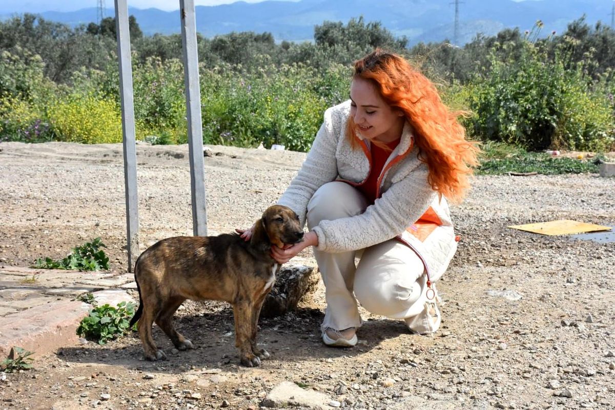Sokaktaki canlar Edremit Belediyesi'ne emanet