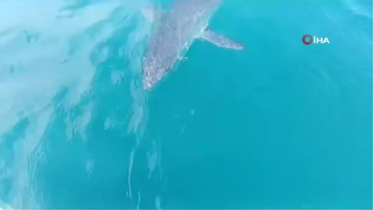 Antalya'da köpekbalığının tacizine uğrayan balıkçı: 'Tamam abi sen büyüksün' deyip avımızı yarıda bıraktık. O galip geldi'