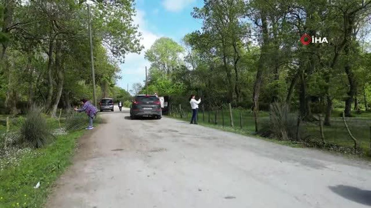 Kuş Cenneti'nde su papatyası güzelliği