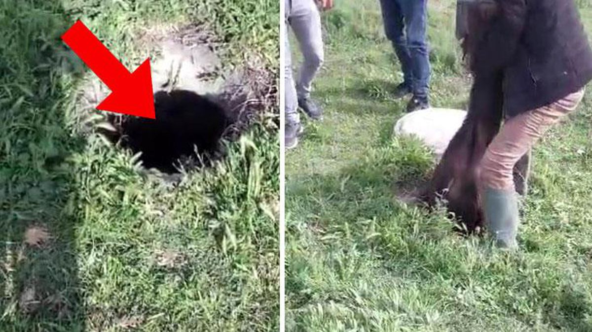 Gelen ses gittiler, 50 santim genişliğindeki kuyuda manda yavrusu buldular