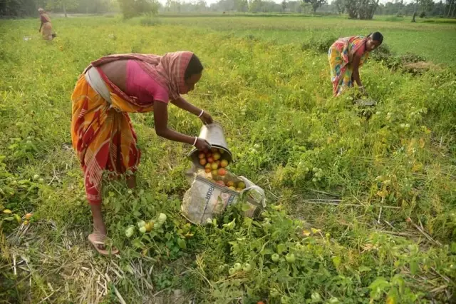 Hindistan'ın Assam Eyaletinde Çiftçiler Domates Hasadına Başladı Hindistan'ın Assam Eyaletinde Çiftçiler Domates Hasadına Başladı