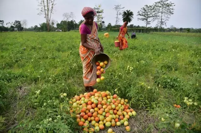 Hindistan'ın Assam Eyaletinde Çiftçiler Domates Hasadına Başladı Hindistan'ın Assam Eyaletinde Çiftçiler Domates Hasadına Başladı