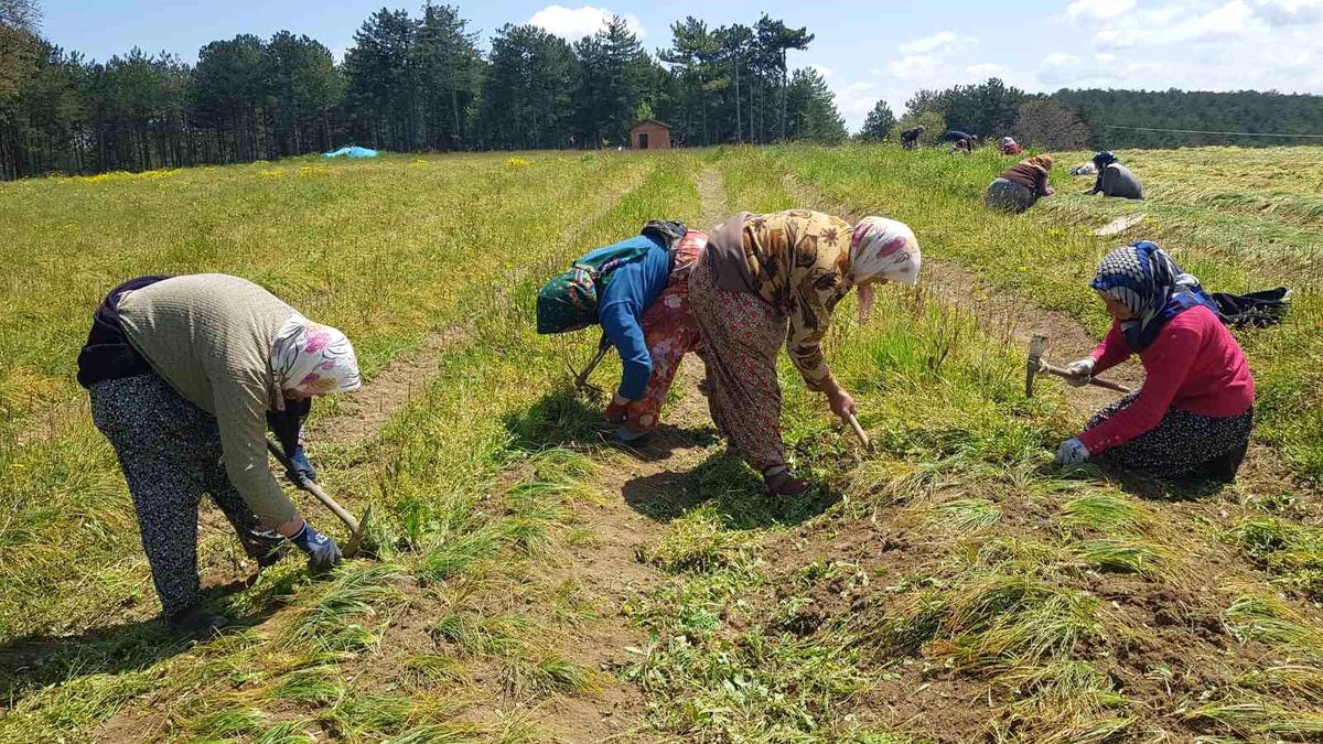 Kadın işçiler kilosu 100 bin liralık safran için kolları sıvadı