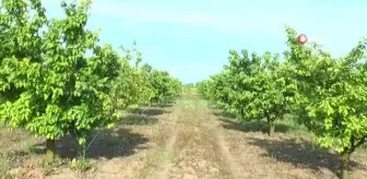 Adına şarkılar yazılan dalların altın sarısı ayva çiçek açtı