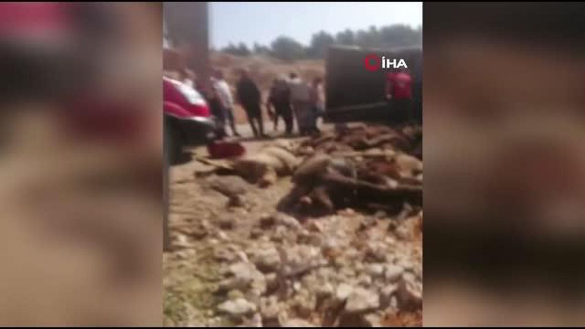 Canlı hayvan taşıyan tır devrildi, 60 hayvan telef oldu