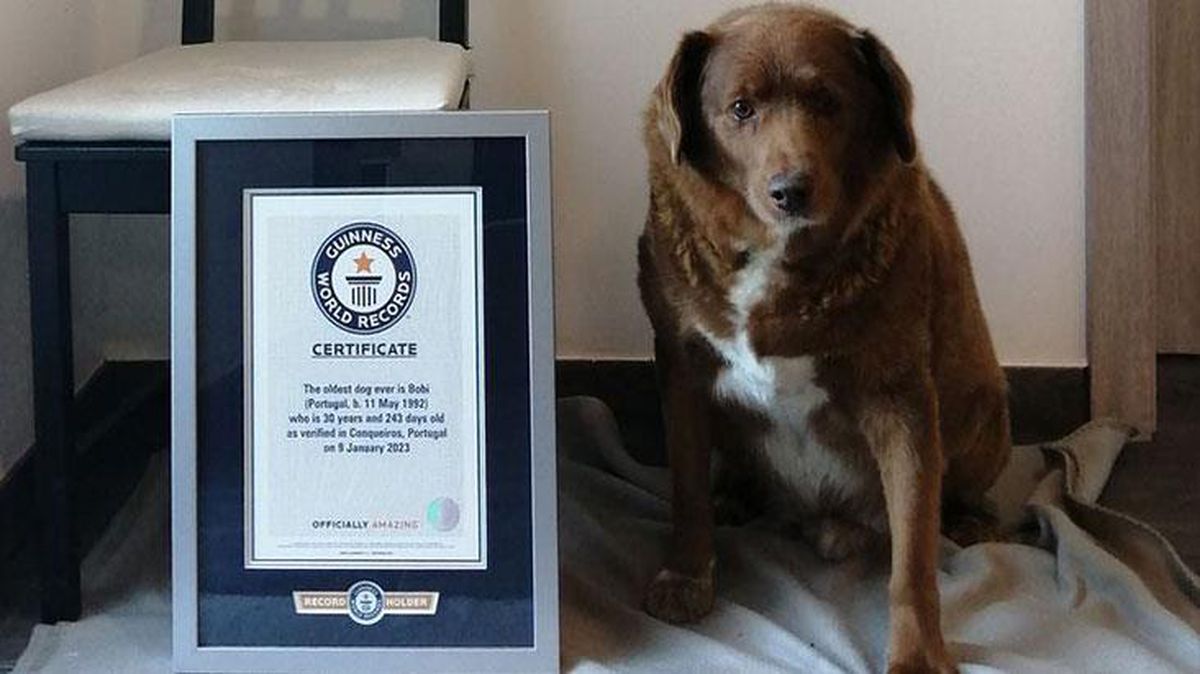 Dünyanın en yaşlı köpeğine doğum günü partisi!