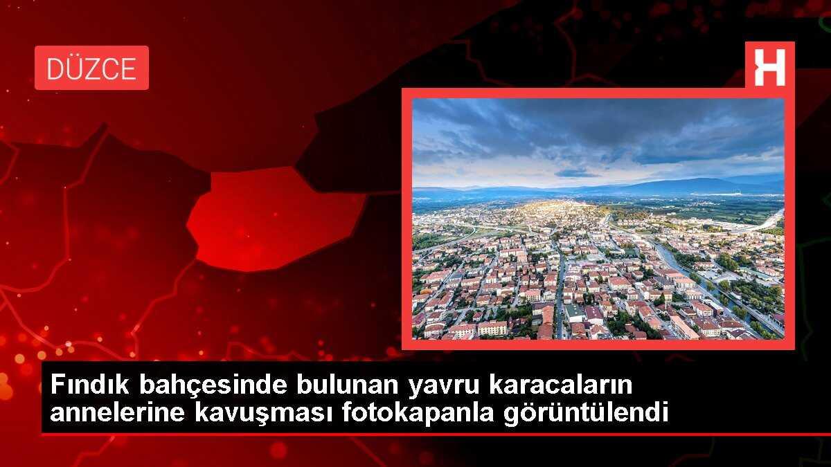Fındık bahçesinde bulunan yavru karacaların annelerine kavuşması fotokapanla görüntülendi