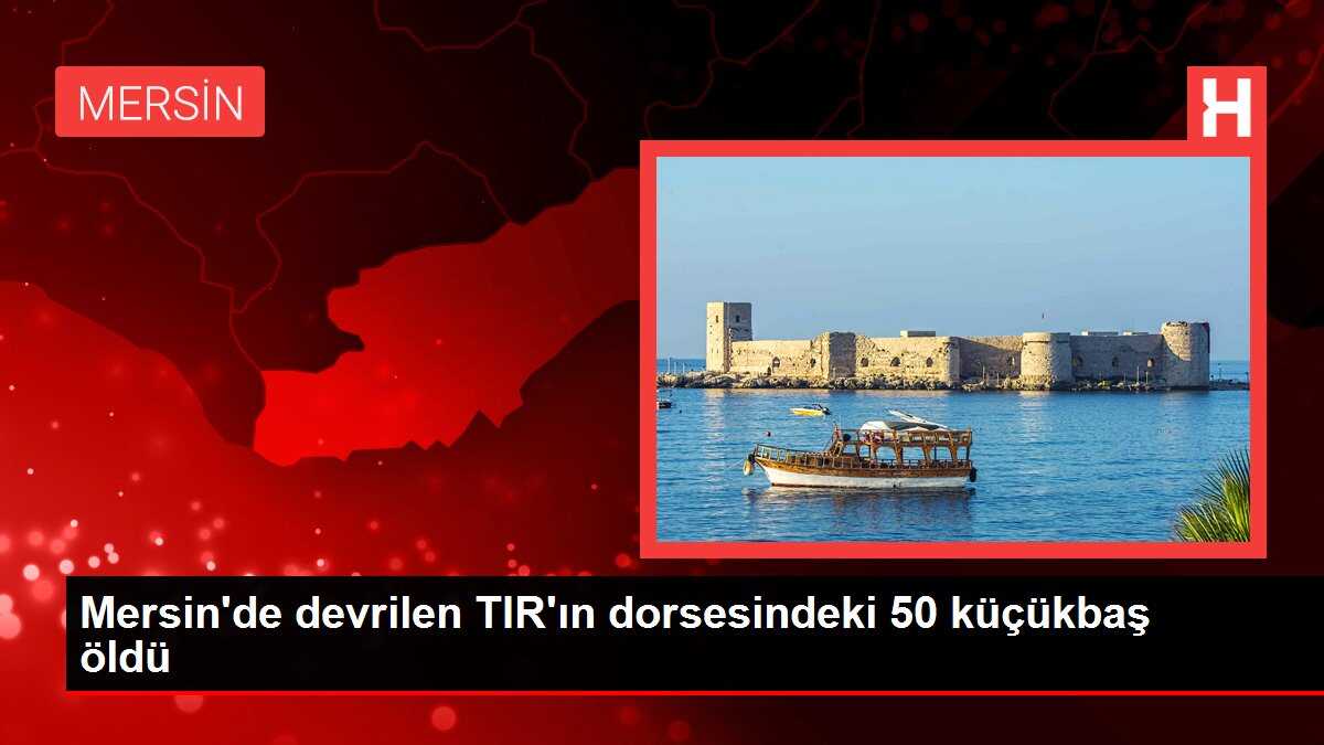 Mersin'de devrilen TIR'ın dorsesindeki 50 küçükbaş öldü