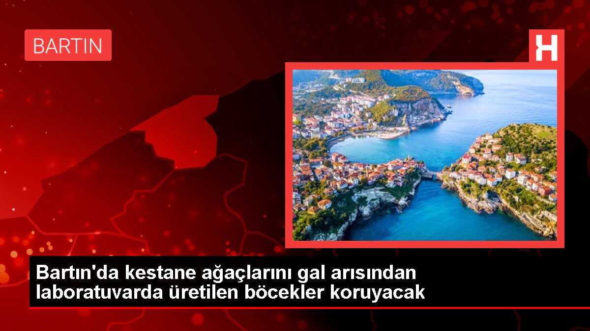 Bartın'da kestane ağaçlarını gal arısından laboratuvarda üretilen böcekler koruyacak
