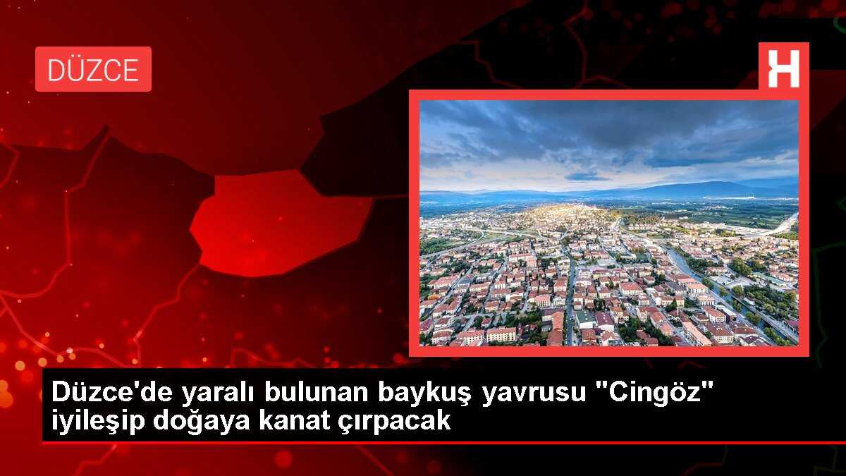 Düzce'de yaralı bulunan baykuş yavrusu 'Cingöz' iyileşip doğaya kanat çırpacak