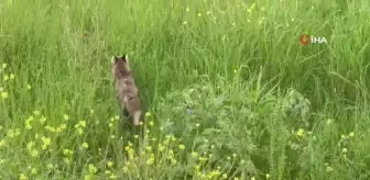 Her gün bahçesine gelen tilkiyi ekmekle besliyor