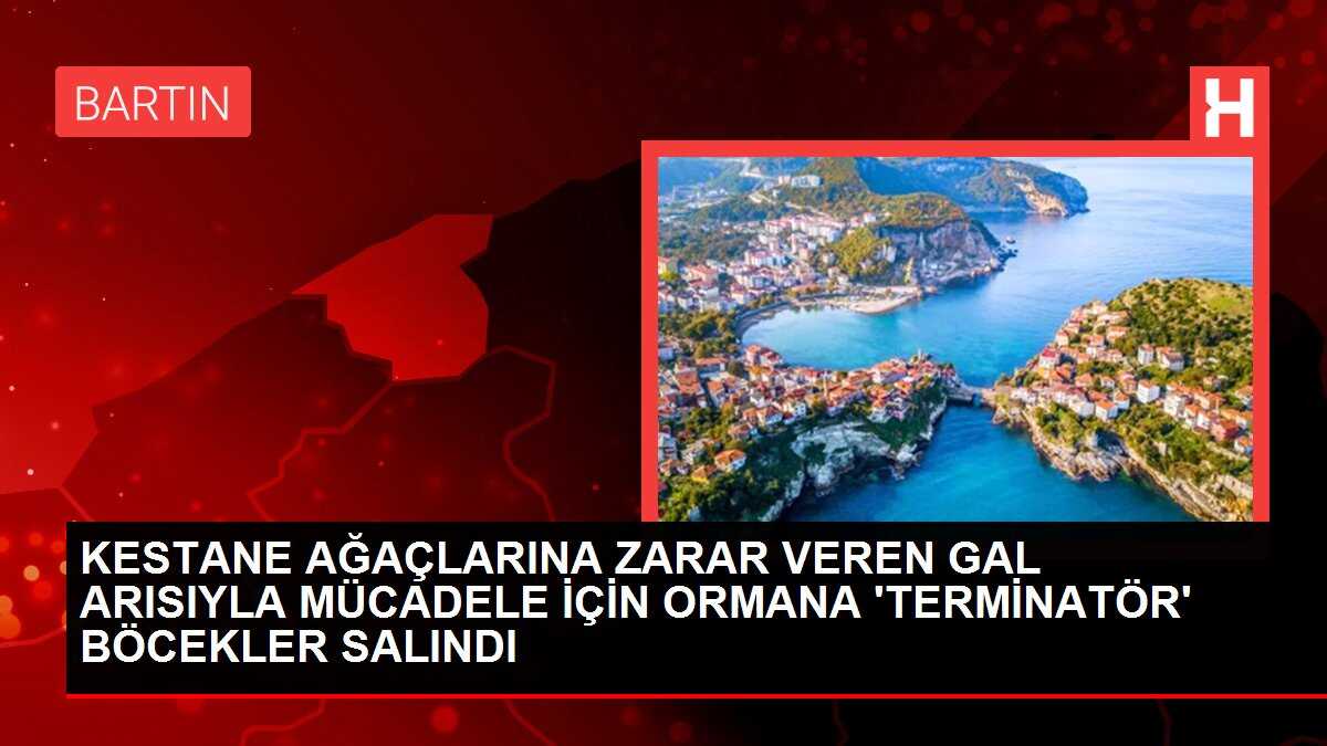 KESTANE AĞAÇLARINA ZARAR VEREN GAL ARISIYLA MÜCADELE İÇİN ORMANA 'TERMİNATÖR' BÖCEKLER SALINDI