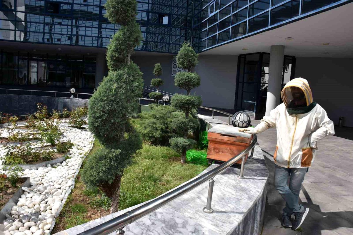 Arıların 'Oğul' Verip Ağaca Konması Kocasinan Belediyesi'nde Panik Yarattı