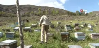 Çiçekler açtı, arılar bal mesaisine başladı