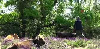 Karacabey'de Longoz ormanlarında görsel şölen