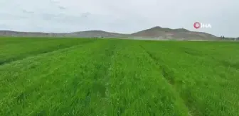 Yağışlarla birlikte bozkırda umutlar yeşerdi