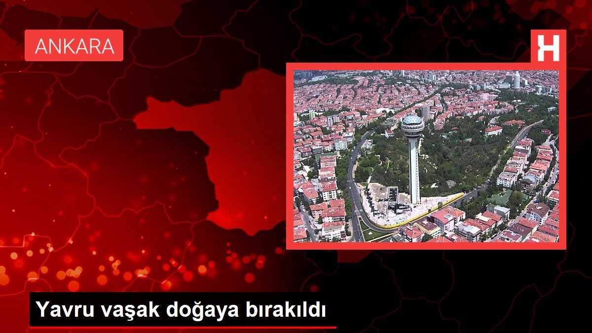 Yavru vaşak doğaya bırakıldı