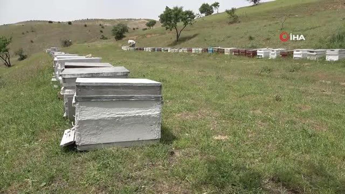 Elazığ Arı Yetiştiricileri Birliği Başkanı Canbay: 'Ekolojik dengede en önemli unsur arıdır'