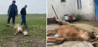 Kars'ta şap hastalığına karşı aşılanan 70'e yakın buzağı öldü! Nedeni belli değil