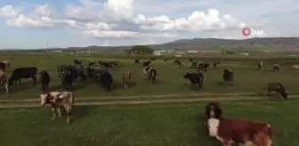 Ziraat Odası Başkanı Çetindağ: 'Kurban için yeteri kadar hayvanımız var'