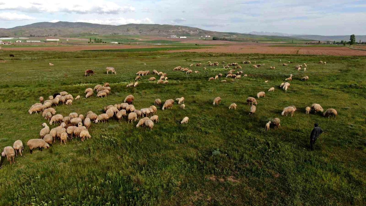 Sivas'ta Kurban Bayramı İçin Yeteri Kadar Hayvan Varlığı Var