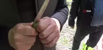 Zonguldak'ta 'katil arı' alarmı: Laboratuvarda üretilen böcekler doğaya bırakıldı
