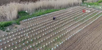 Çiftçi, Doludan Korumak İçin Plastik Pet Şişeler Kullandı