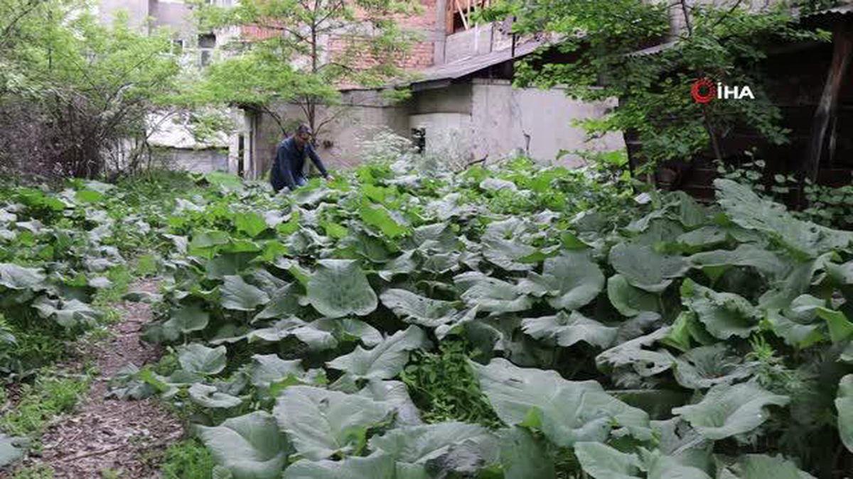 Oltu'da Şemsiye Değil Kabalak Otu