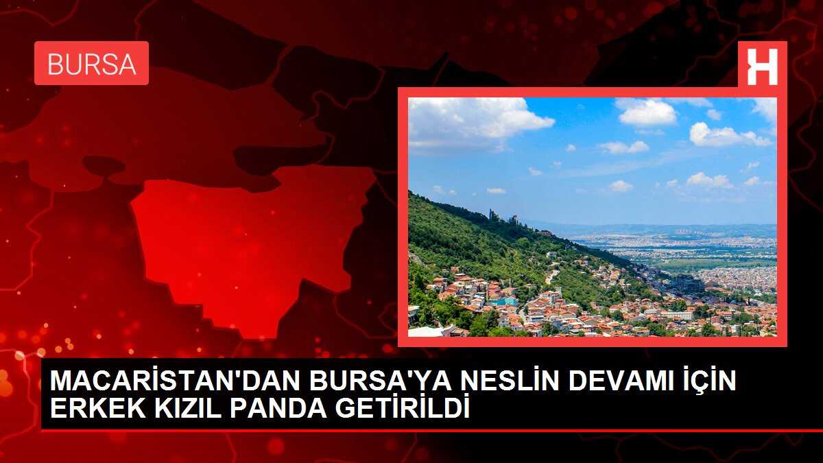 MACARİSTAN'DAN BURSA'YA NESLİN DEVAMI İÇİN ERKEK KIZIL PANDA GETİRİLDİ