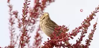 Türkiye'de yaşayan 500 türden 350'sini görüntülemeyi başardı