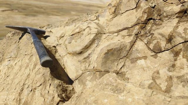 Dünyanın En Yüksek Zirvesinin Yakınında Deniz Canavarı Fosilleri Ortaya Çıkarıldı