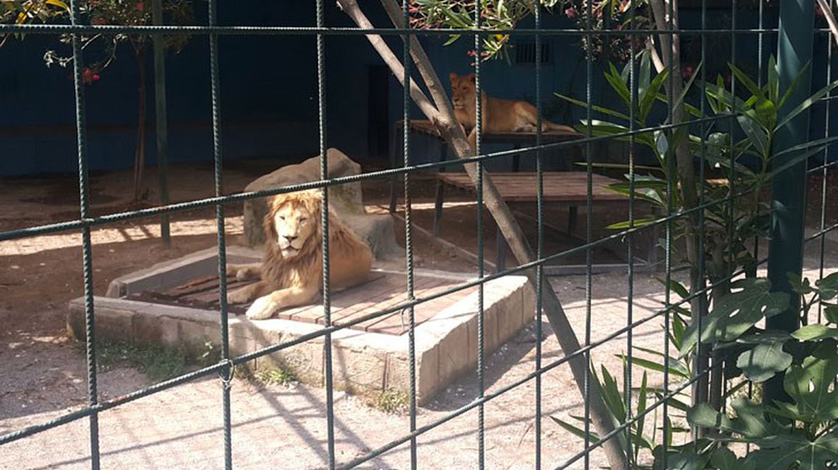 Antalya'da selfie çekmek için kafese giren aileye saldıran aslan, çocuğun saçlı derisini kopardı