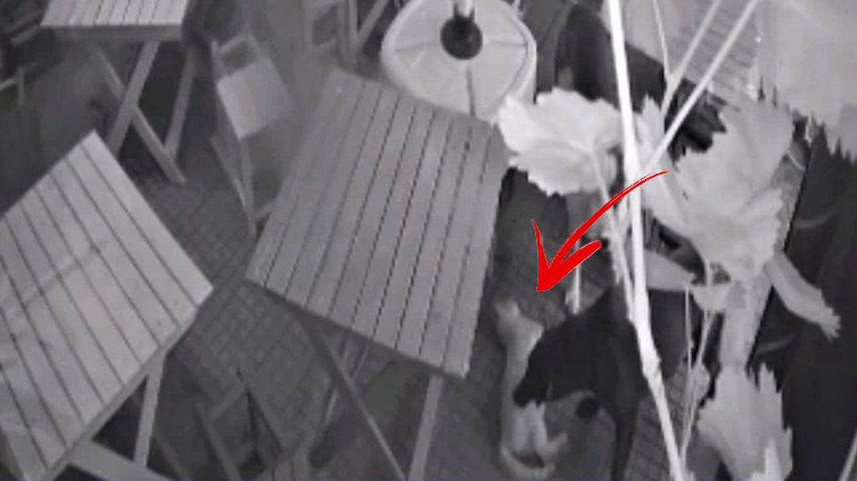 Başıboş sokak köpekleri, yeni doğum yapan kediyi telef etti