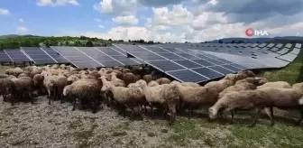 Kosova'da güneş enerjisi panellerinin temizleyicisi: Koyun ve keçiler