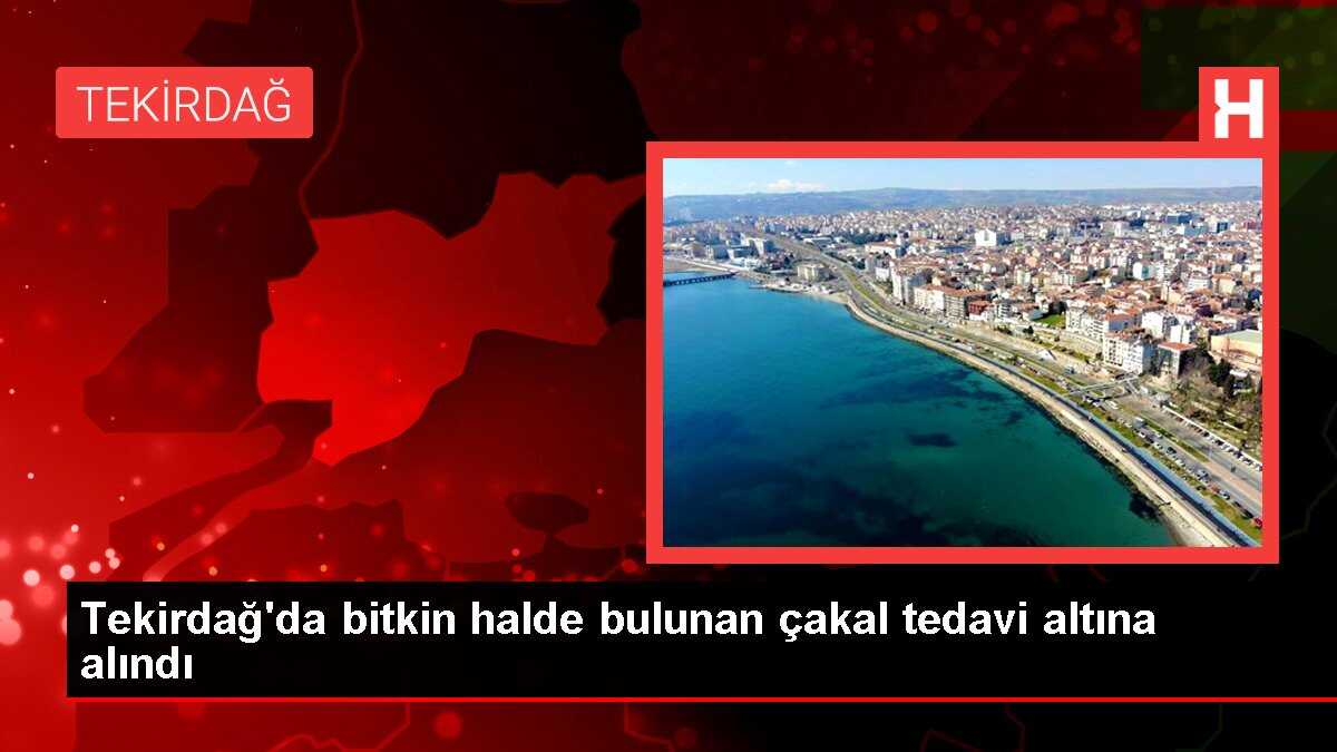 Tekirdağ'da bitkin halde bulunan çakal tedavi altına alındı