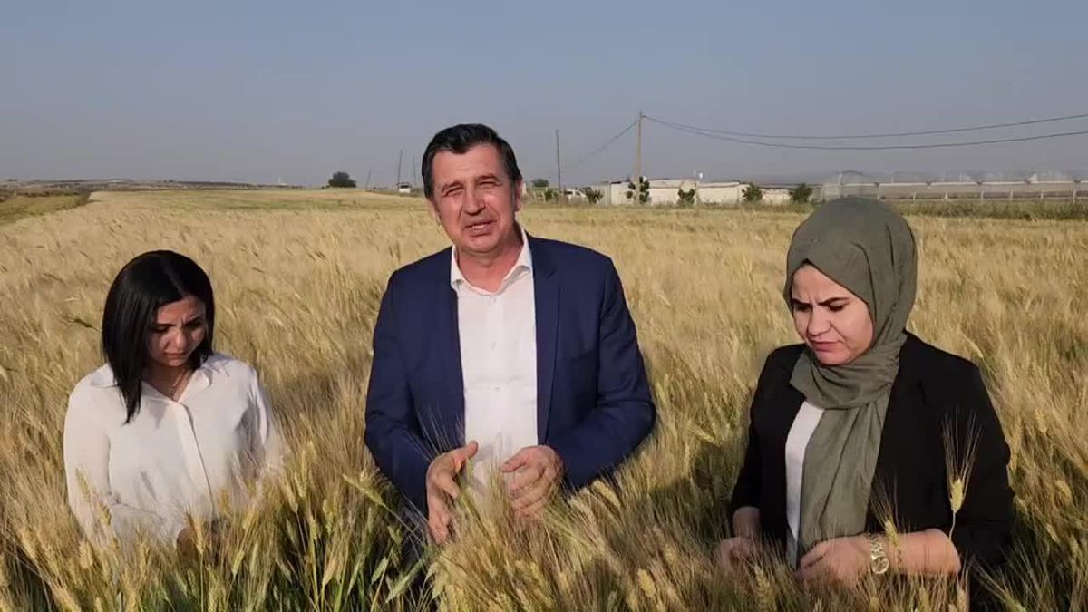 Üreticiler Buğday Taban Fiyatının Açıklanmamasına Tepkili: 'Onların Merhametine Kalmış Durumdayız'