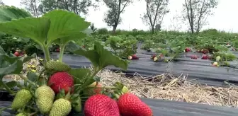 Bu çilek hem daha aromatik hem de daha uzun ömürlü