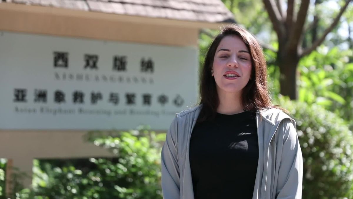 Çin'deki vahşi Asya fillerinin sayısı artıyor