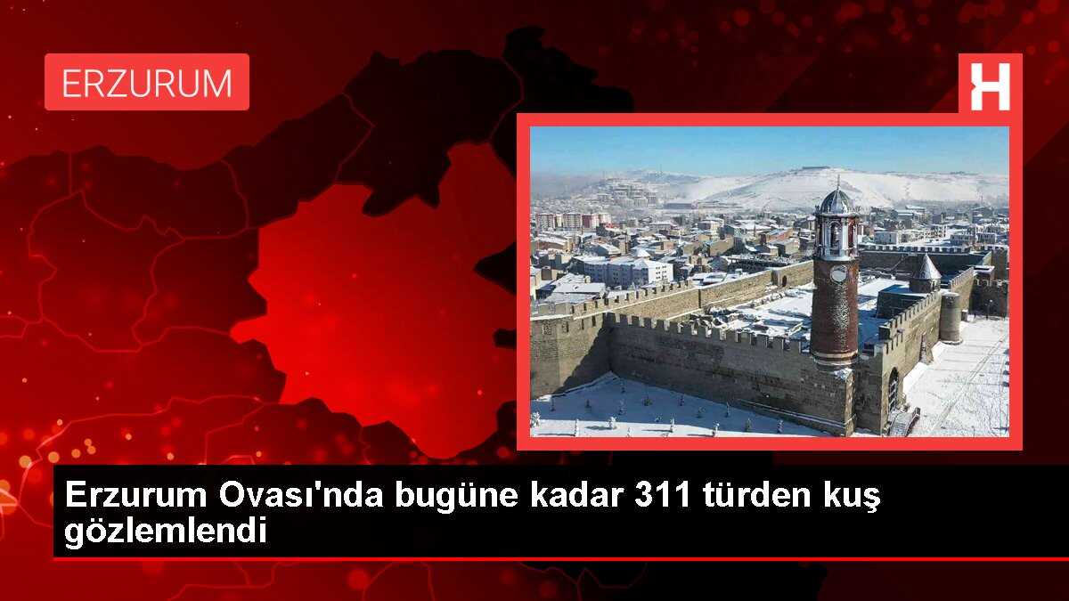 Erzurum Ovası'nda bugüne kadar 311 türden kuş gözlemlendi
