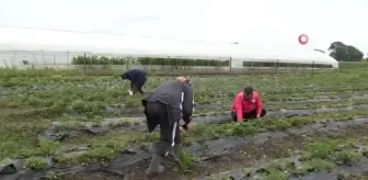 Samsun'da sezonun ilk çileğinin hasadına 19 Mayıs ilçesinde başlandı