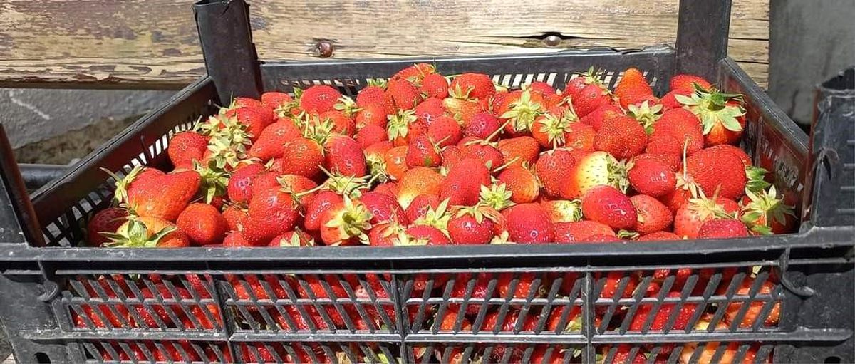 Zonguldak'ta Çilek Hasadı Başladı