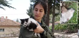 Isparta'da yeni doğum yapan kedi, 4 ayağı kesilerek öldürüldü