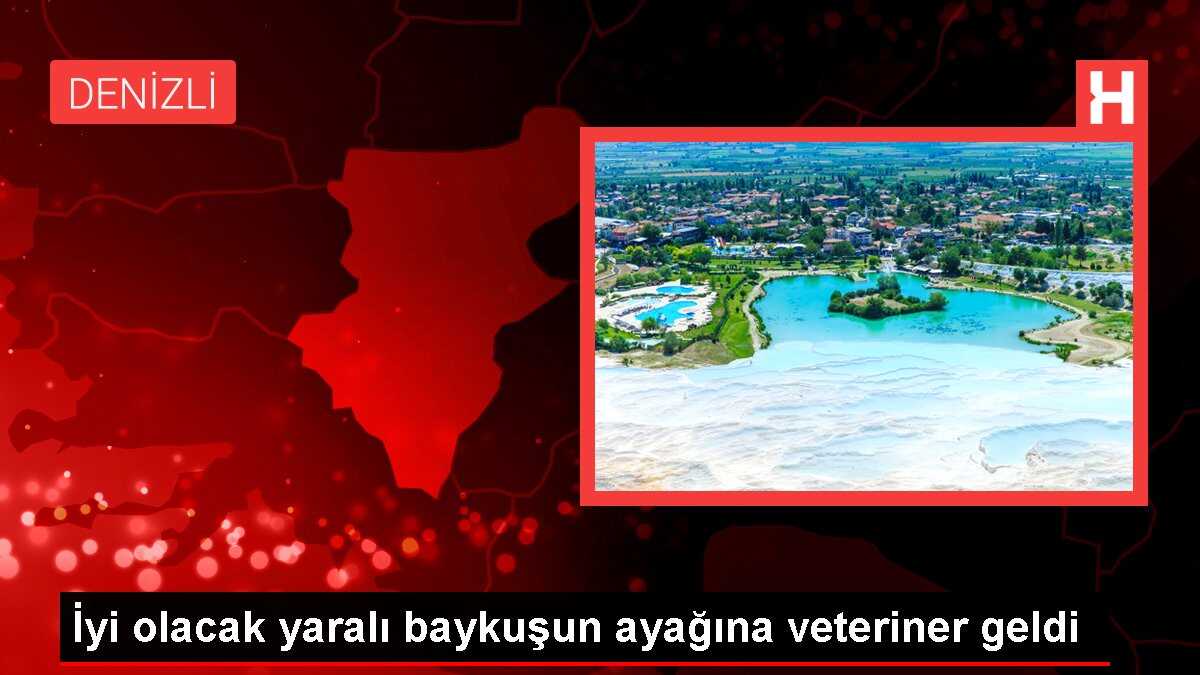 Yaralı Baykuş Tedavi Edildi
