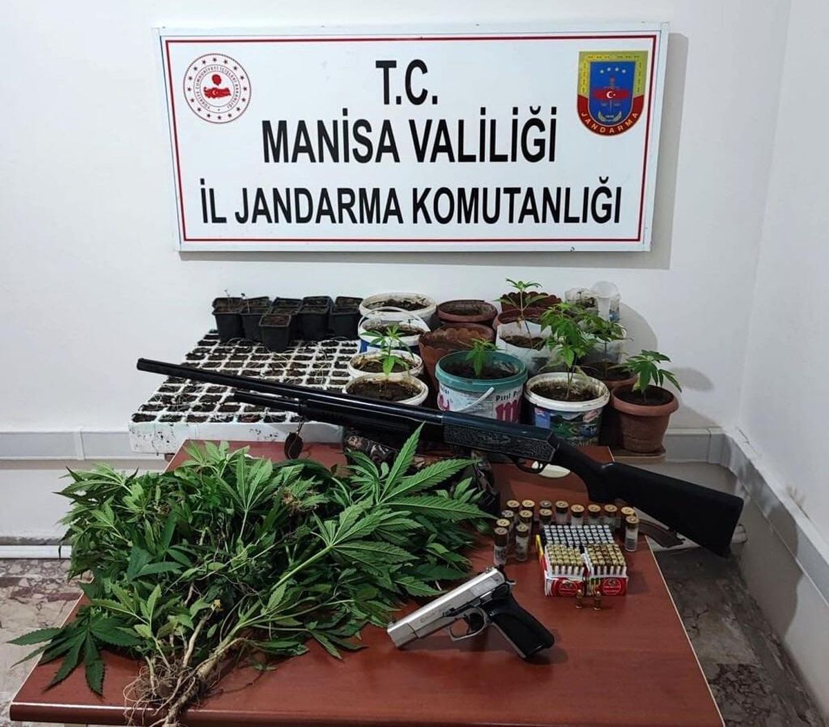 Saruhanlı'da 403 kök kenevir ele geçirildi