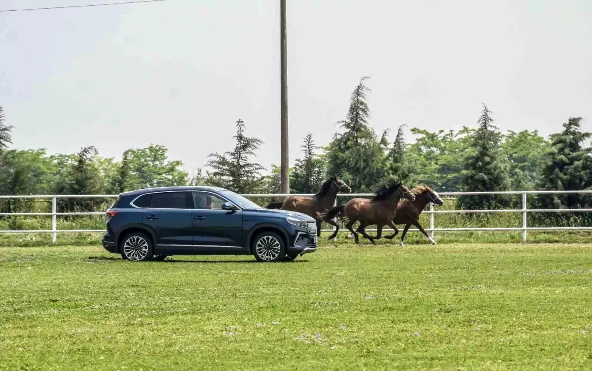 Togg, TİGEM Karacabey Harası'nda şampiyon atlarla yarıştı