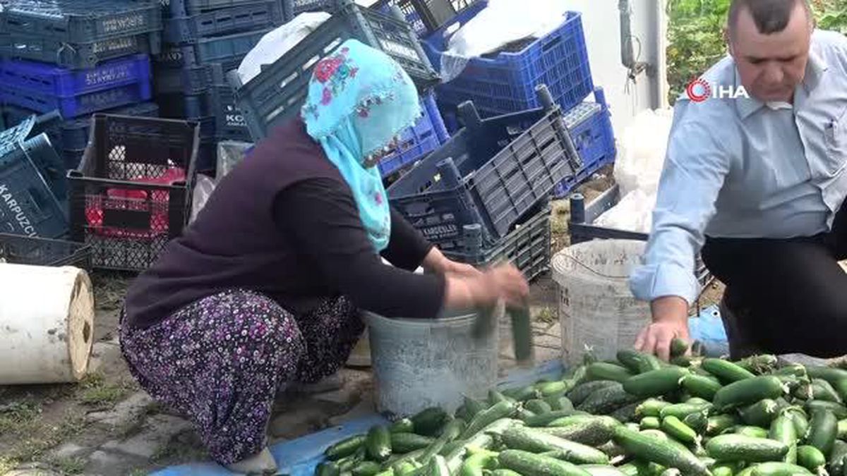 Tokat'ta seralarda salatalık hasadı başladı