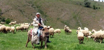 Yerli Çoban Bulamayan Besiciler Afgan Çobanlara Başvuruyor