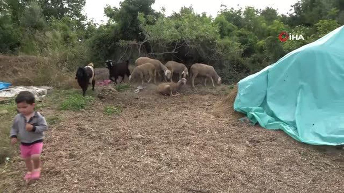Başıboş Köpekler Koyun Ağılına Saldırdı