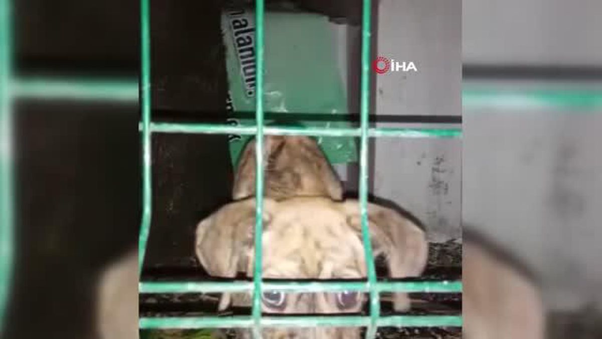 Fotoğrafçı Serkan Gökkaya, Sokak Köpeklerini Kurtarma Görevi İçin Eğitti